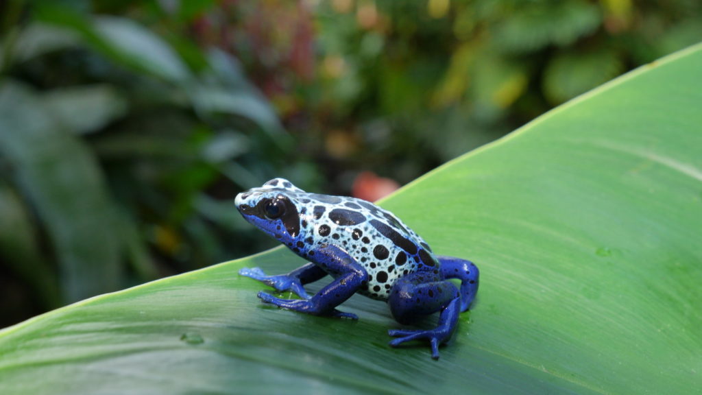 Blue Poison Dart frog sitting on a leaf at Butterfly Gardens, Victoria BC.