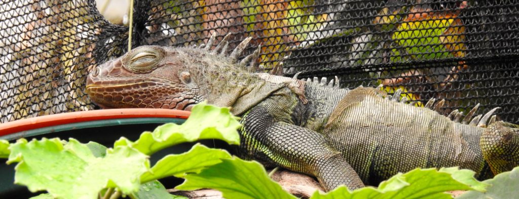 Jerome the Iguana having a snooze at the Butterfly Gardens, Victoria, Vancouver Island. www.gypsyat60.com