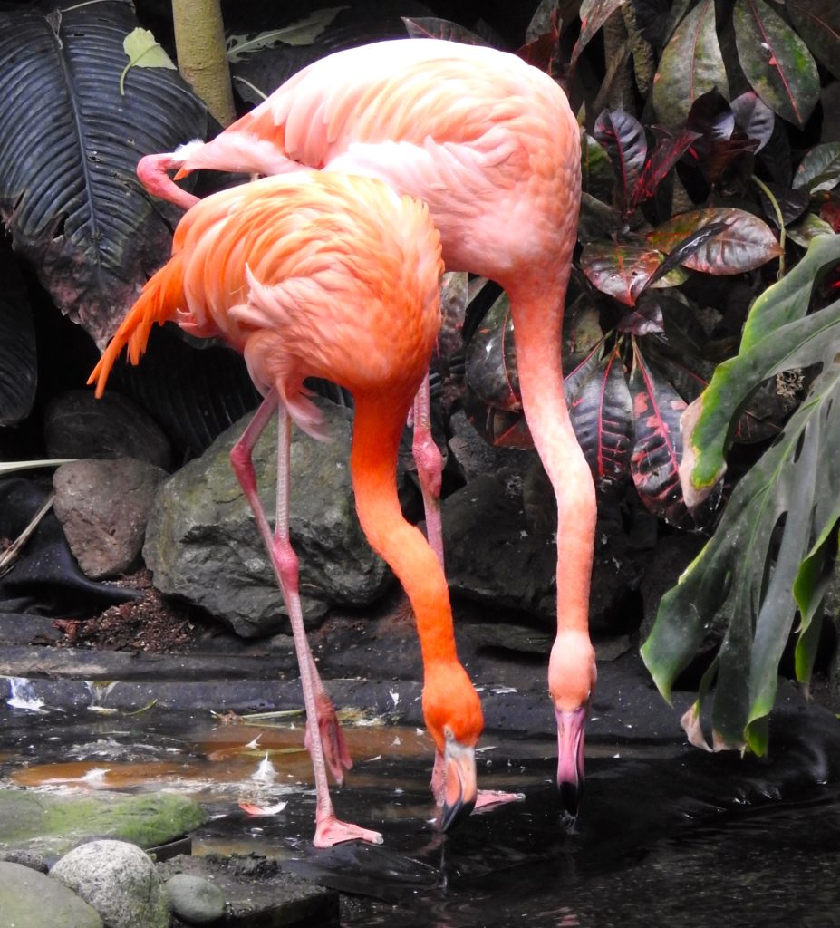 Pink Flamingoes - Mango and Houdini - have been a happy couple for 38 years at the Butterfly Gardens, Victoria, Vancouver Island. www.gypsyat60.com