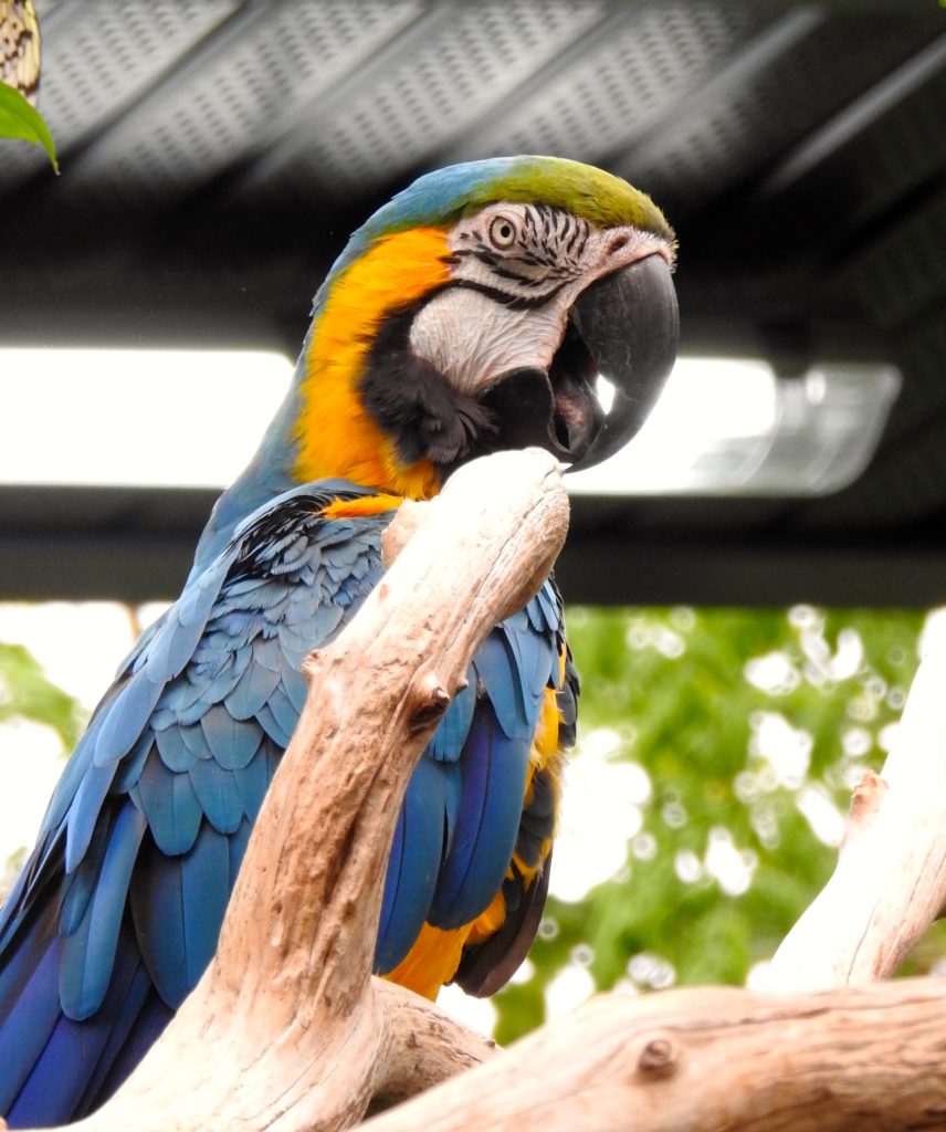 Shadow the in-house Blue and Gold Macaw at The Butterfly Gardens, Victoria B<. www.gypsyat60.com