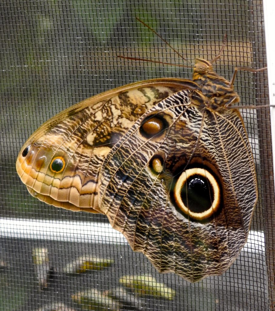 Giant Owl Butterfly at the Butterfly Gardens, Victoria, Vancouver Island. www.gypsyat60.com