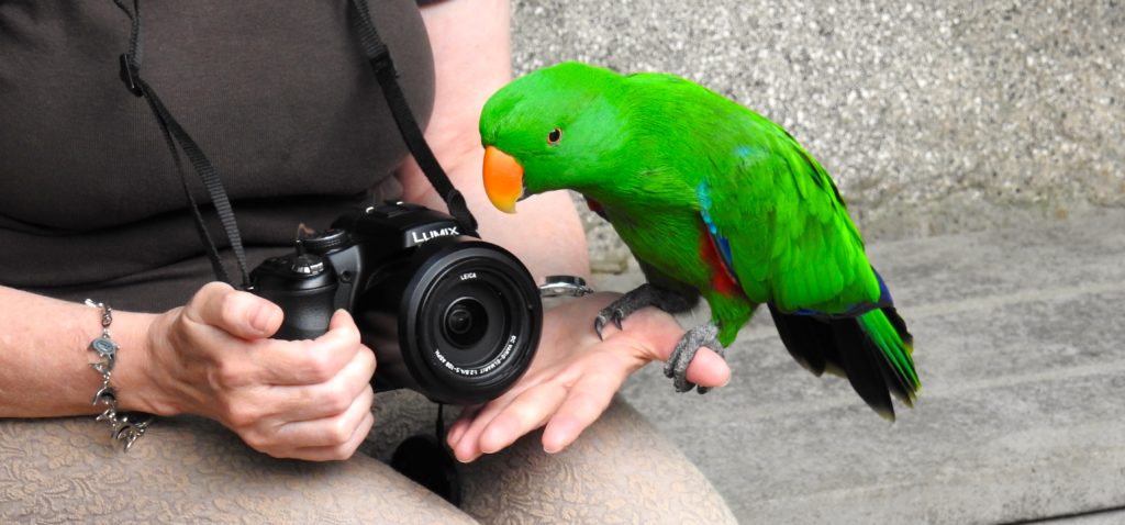 Little E - the Eclectus green parrot - found at the Butterfly Gardens, Victoria, Vancouver Island. www.gypsyat60.com