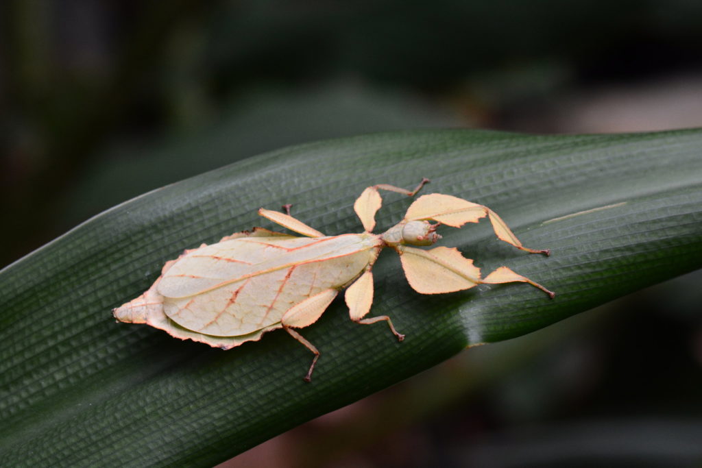 Leaf insect at Butterfly Gardens, Victoria BC - looking more like a leaf than a leaf. www.gypsyat60.com