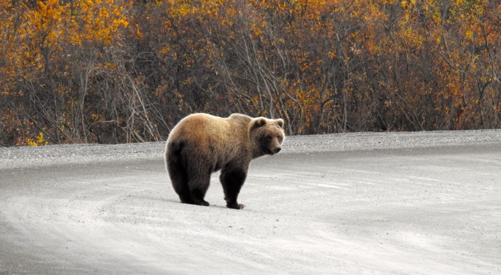 Grizzly bear wandering along the Denali Highway in fall time, Alaska. www.gypsyat60.com