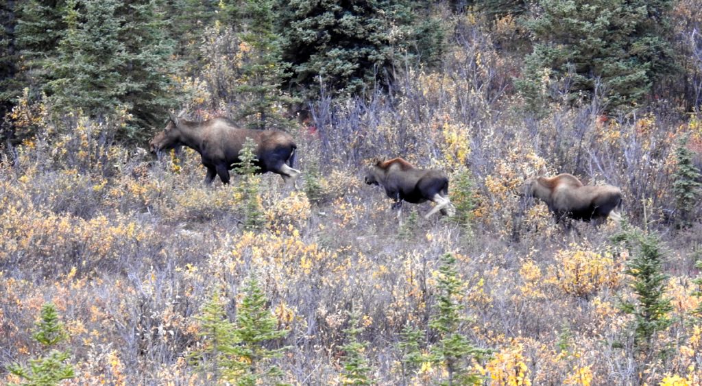 Mother Moose and two calves - Denali National Park, Alaska. www.gypsyat60.com