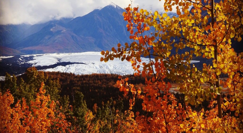 Denali, Alaska - Autumn colours taken on the way from Denali Princess Wilderness Lodge to Mt Mckinlay Wilderness Lodge. www.gypsyat60.com