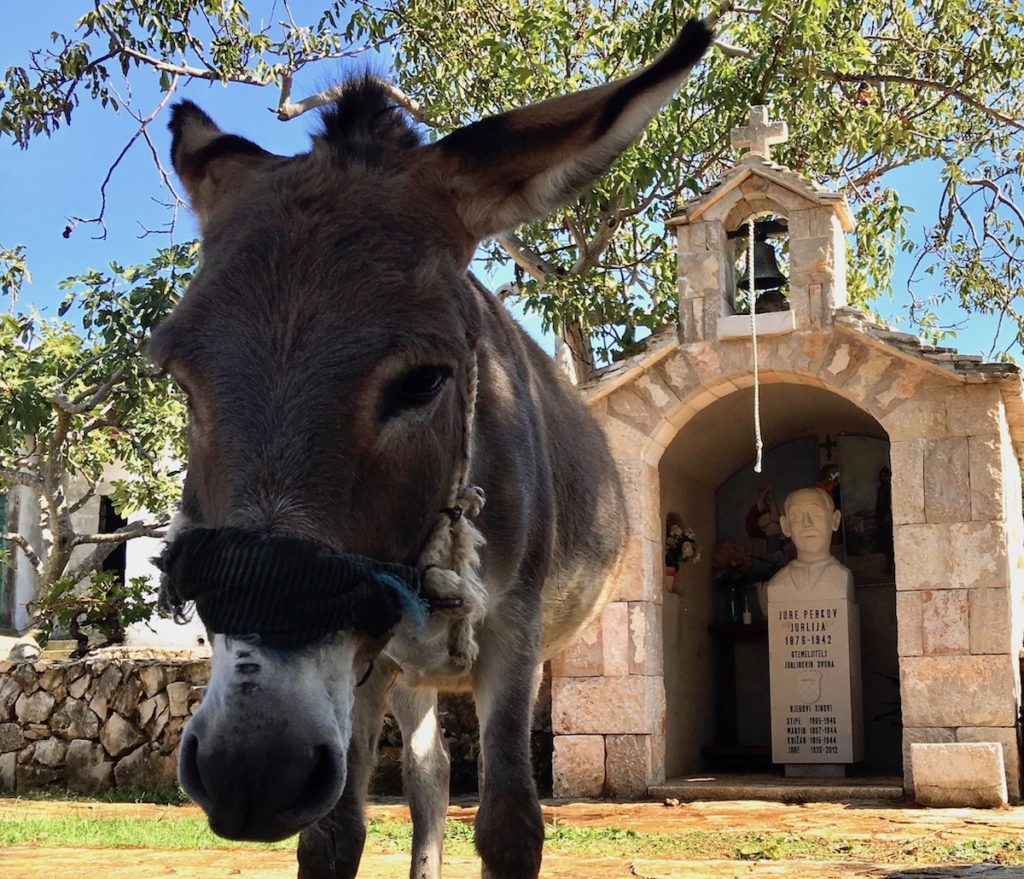 Meet Janko the sleeve tugging Donkey at Jurlinovi Dvori, Croatia. www.gypsyat60.com