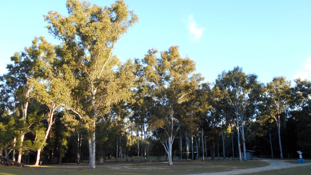 Fresh air in the Aussie Bush while Glamping at Cobb and Co 9 Mile Camping, Gympie, Queensland. www.gypsyat60.com