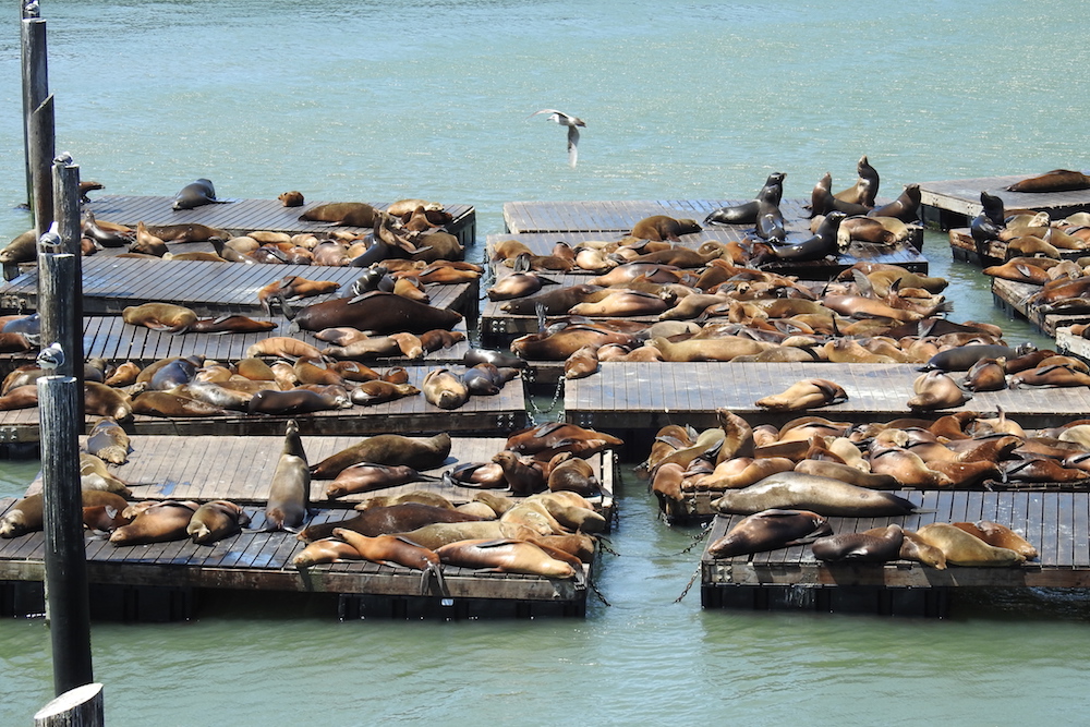 Guided tours mean no crowded and uncomfortable travel unlike these Seals sunbathing at Fisherman's Wharf, San Francisco. www.gypsyat60.com