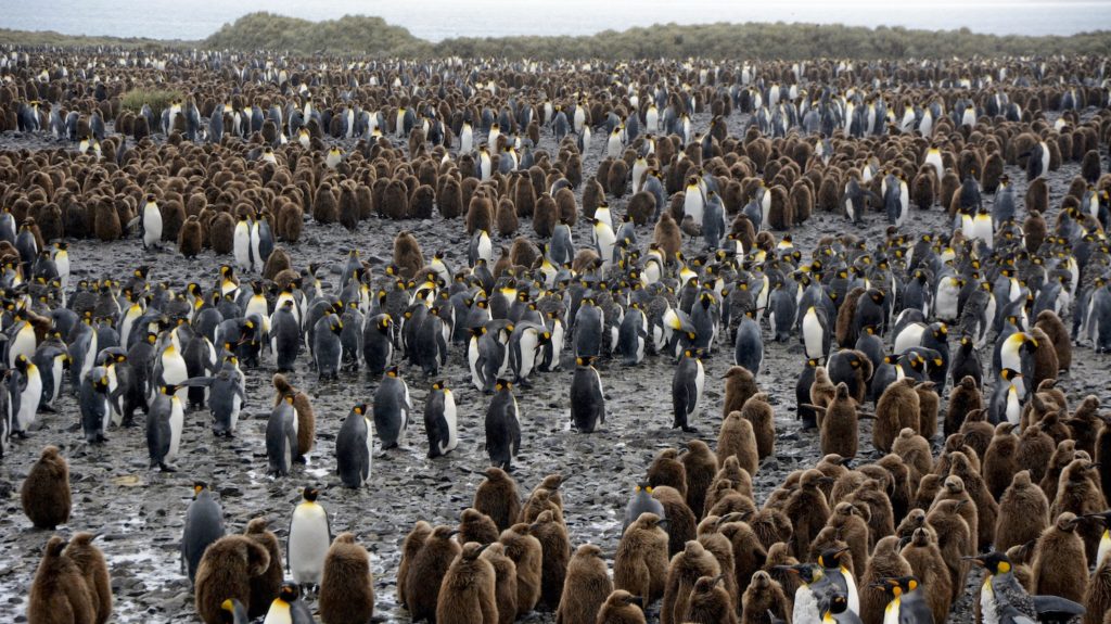 Tour guides keep you safe in crowds. Thousands of King Penguins at Salisbury Plans, Antarctica www.gypsyat60