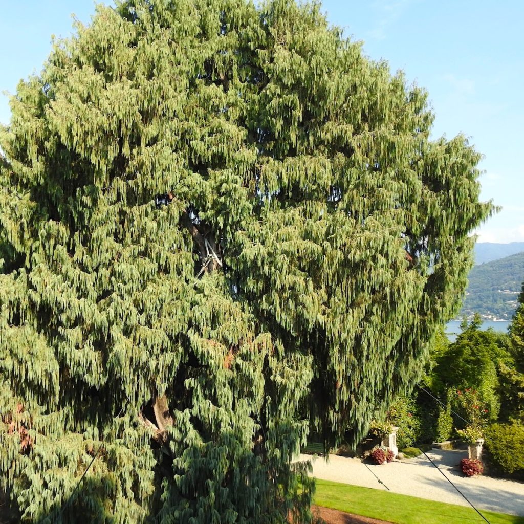Cypress Tree of Kashmir, outside Palace of Isola Madre, Lake Maggiore, Northern Italy - 212 years old, originally just a seed from the Himalaya. Completely uprooted in a tornado in 2006 and immediately replanted. Still held up with winches and wire ropes. www.gypsyat60.com