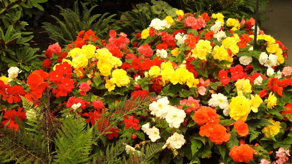 Red, Yellow and White Begonias in a mass of colour at Butchart Gardens, Vancouver Island. www.gypsyat60.com