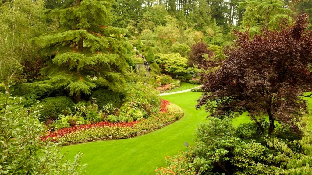 Contrast of colours between Japanese Maple and Fir trees at Butchart Gardens BC, Victoria, Vancouver Island. www.gypsyat60.com