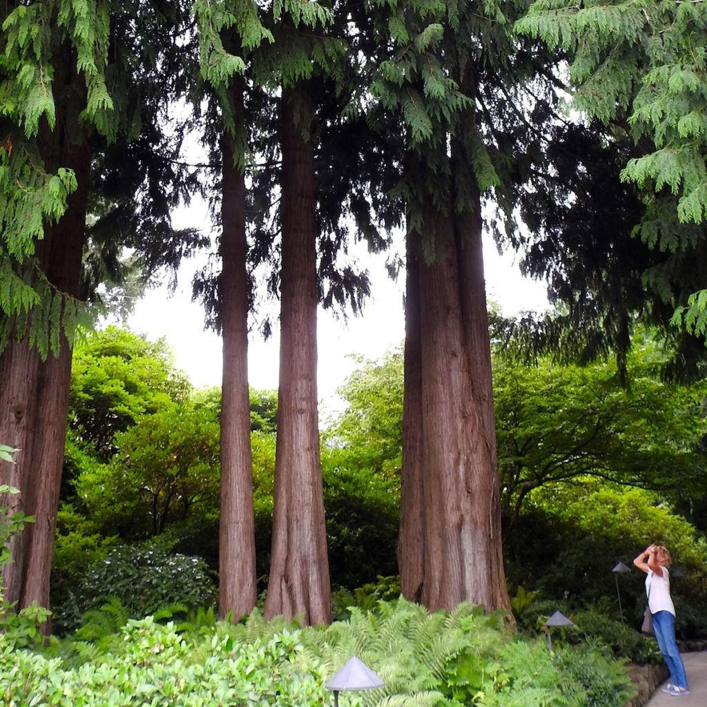 Massive Douglas Fir Trees at Butchart Gardens, Vancouver Island, BC. www.gypsyat60.com