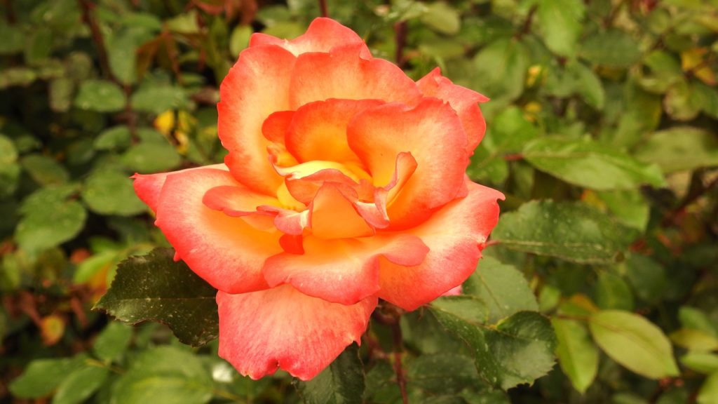 Such a perfect peach and yellow coloured Rose in Butchart Gardens, Victoria BC, Vancouver Island. www.gypsyat60.com