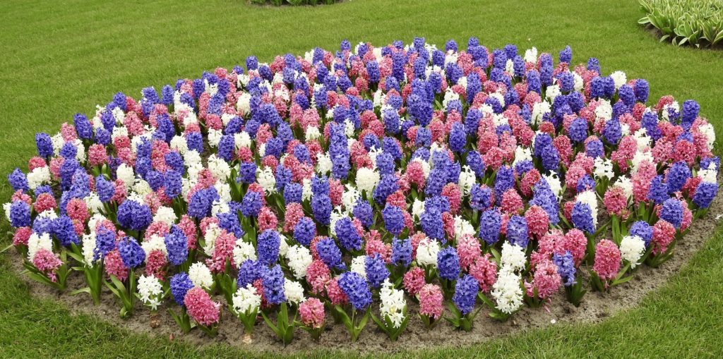 Hyacinths - old-fashioned charm combined with a sweet, subtle scent. Featured at Keukenhof Gardens. www.gypsyat60.com
